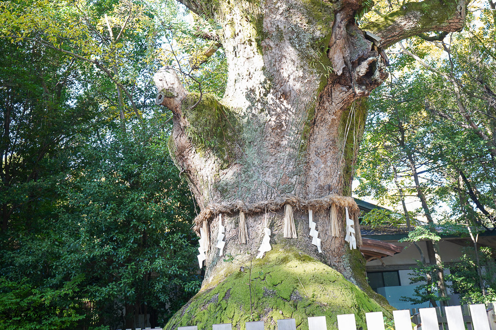 名古屋景點「熱田神宮」日本三大神宮之一！！ 神樂所、草薙館，名古屋必訪神社 @緹雅瑪 美食旅遊趣