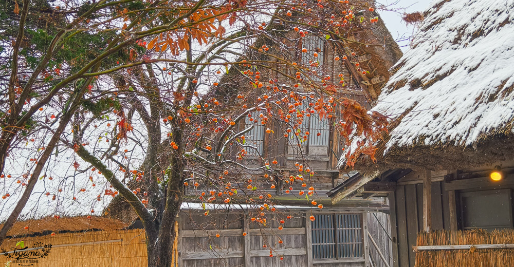 岐阜景點．迷人的白川合掌村「白川鄉合掌造聚落」一生必訪的世界文化遺產 @緹雅瑪 美食旅遊趣