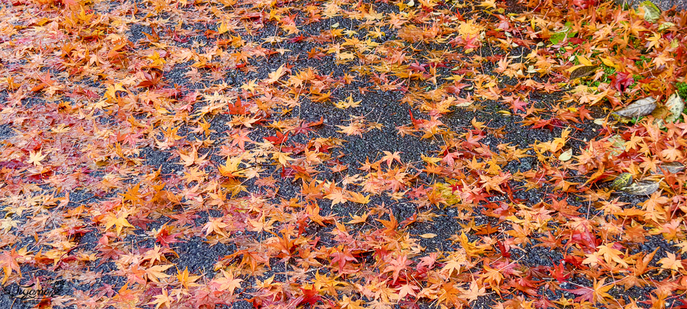 岐阜景點．迷人的白川合掌村「白川鄉合掌造聚落」一生必訪的世界文化遺產 @緹雅瑪 美食旅遊趣