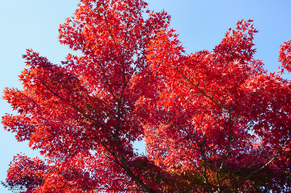 名古屋景點。白鳥庭園：名古屋賞楓景點，東海地區最大的迴遊池沼式日本庭園 @緹雅瑪 美食旅遊趣