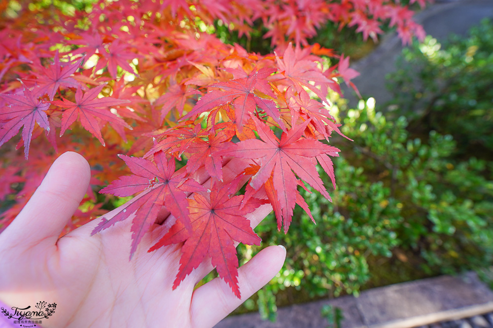 名古屋景點。白鳥庭園：名古屋賞楓景點，東海地區最大的迴遊池沼式日本庭園 @緹雅瑪 美食旅遊趣