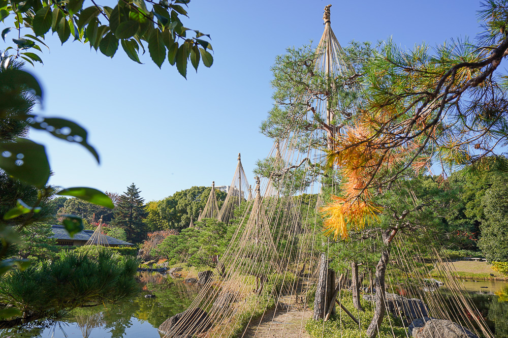 名古屋景點。白鳥庭園：名古屋賞楓景點，東海地區最大的迴遊池沼式日本庭園 @緹雅瑪 美食旅遊趣