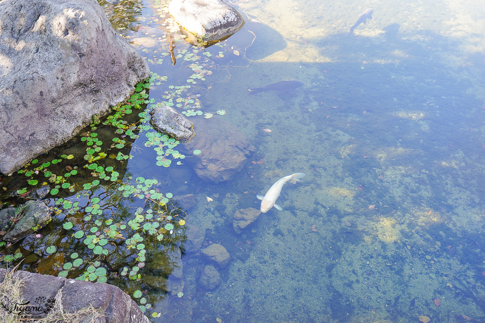 名古屋景點。白鳥庭園：名古屋賞楓景點，東海地區最大的迴遊池沼式日本庭園 @緹雅瑪 美食旅遊趣