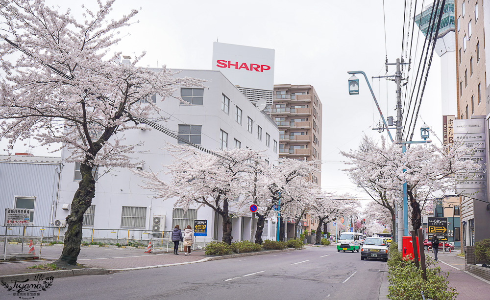櫻花盛開的五稜郭公園，北海道函館人氣景點！！北海道賞櫻之旅~1500棵絕美櫻花林公園 @緹雅瑪 美食旅遊趣