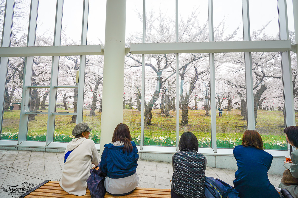 北海道函館景點｜北海道五稜郭塔，櫻花季五稜郭塔超級美，五稜郭塔門票｜五稜郭塔賞櫻 @緹雅瑪 美食旅遊趣