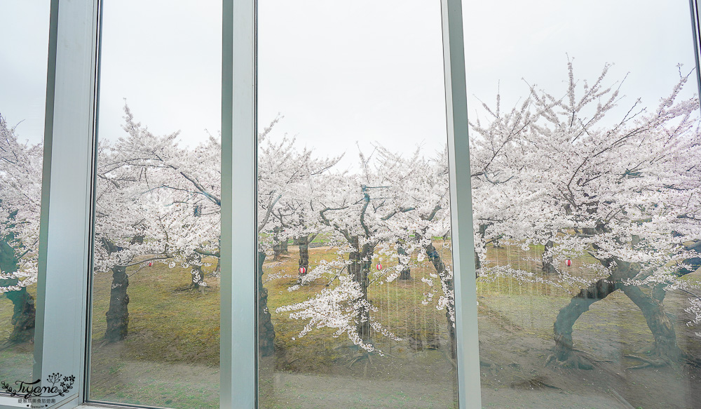 北海道函館景點｜北海道五稜郭塔，櫻花季五稜郭塔超級美，五稜郭塔門票｜五稜郭塔賞櫻 @緹雅瑪 美食旅遊趣