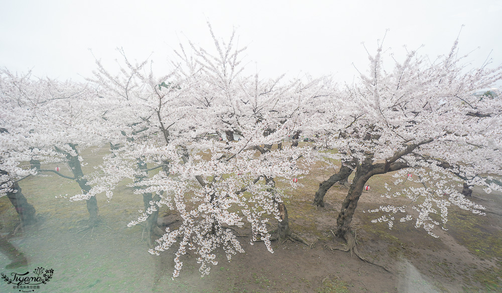 北海道函館景點｜北海道五稜郭塔，櫻花季五稜郭塔超級美，五稜郭塔門票｜五稜郭塔賞櫻 @緹雅瑪 美食旅遊趣