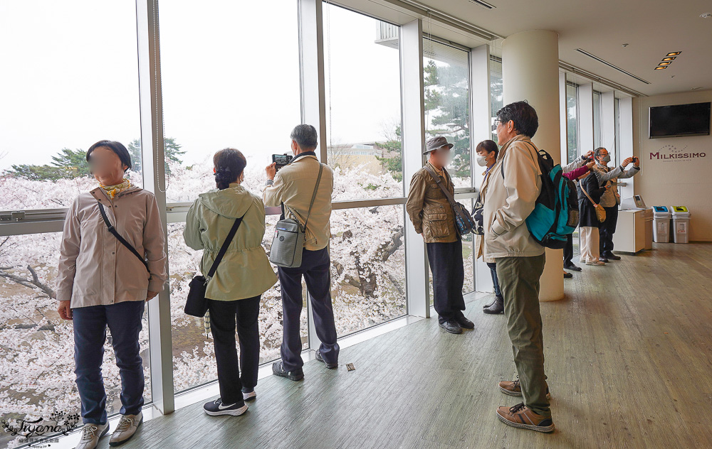 北海道函館景點｜北海道五稜郭塔，櫻花季五稜郭塔超級美，五稜郭塔門票｜五稜郭塔賞櫻 @緹雅瑪 美食旅遊趣