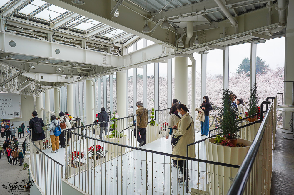 櫻花盛開的五稜郭公園，北海道函館人氣景點！！北海道賞櫻之旅~1500棵絕美櫻花林公園 @緹雅瑪 美食旅遊趣