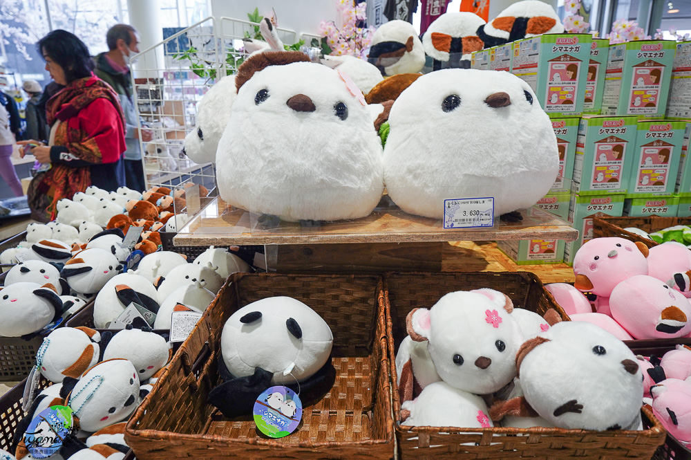 北海道函館景點｜北海道五稜郭塔，櫻花季五稜郭塔超級美，五稜郭塔門票｜五稜郭塔賞櫻 @緹雅瑪 美食旅遊趣