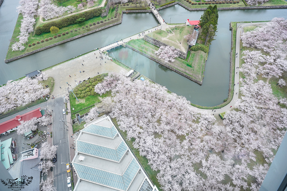 北海道函館景點｜北海道五稜郭塔，櫻花季五稜郭塔超級美，五稜郭塔門票｜五稜郭塔賞櫻 @緹雅瑪 美食旅遊趣
