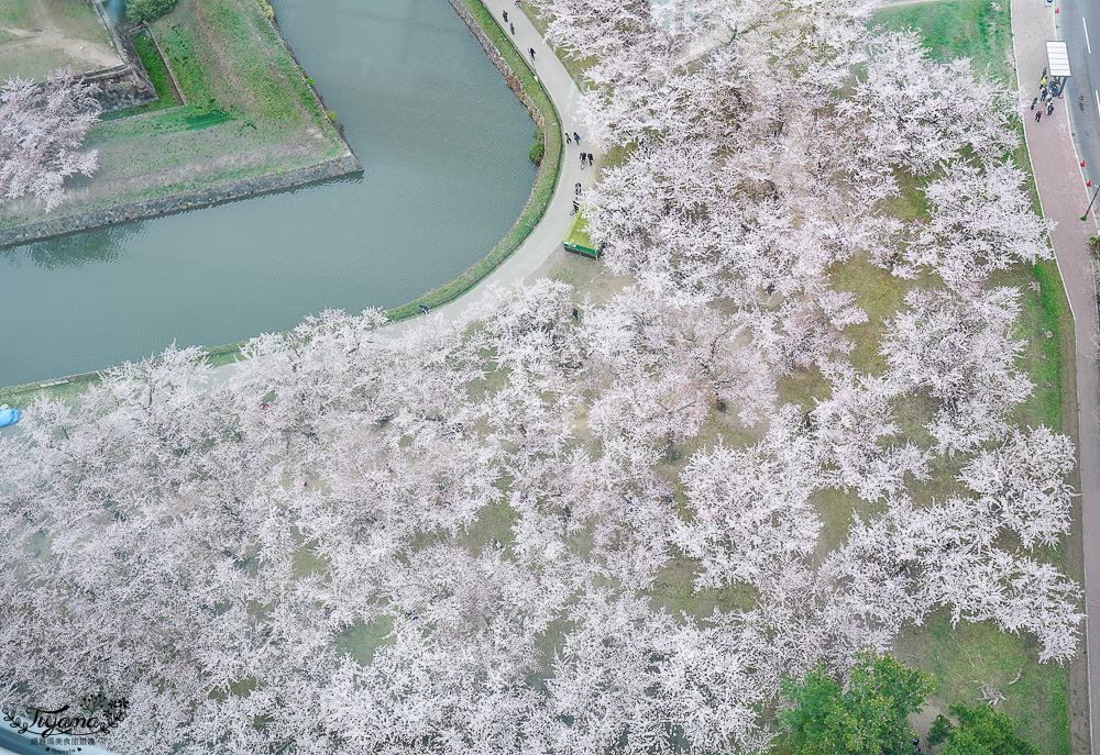 北海道函館景點｜北海道五稜郭塔，櫻花季五稜郭塔超級美，五稜郭塔門票｜五稜郭塔賞櫻 @緹雅瑪 美食旅遊趣