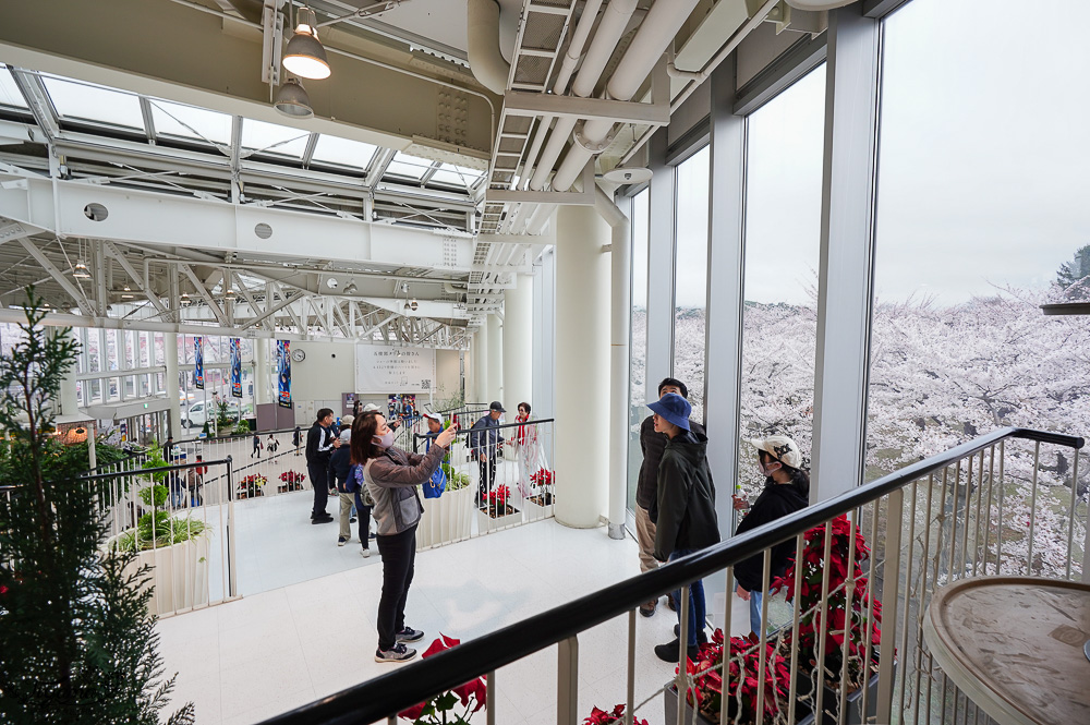 北海道函館一日遊，賞櫻之旅！！搭早班機到函館就一路玩篇，五稜郭公園、五稜郭塔、幸運小丑漢堡、六花亭 @緹雅瑪 美食旅遊趣