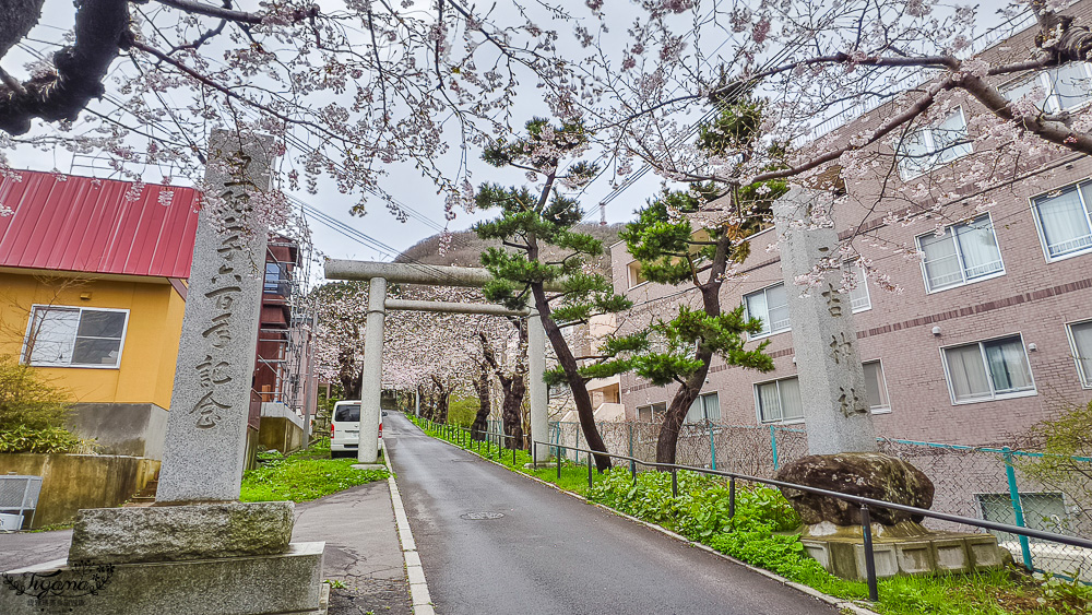 北海道函館賞櫻景點。住三吉神社：函館櫻花秘境，神社前的櫻花隧道，盡頭裡的住吉漁港 @緹雅瑪 美食旅遊趣