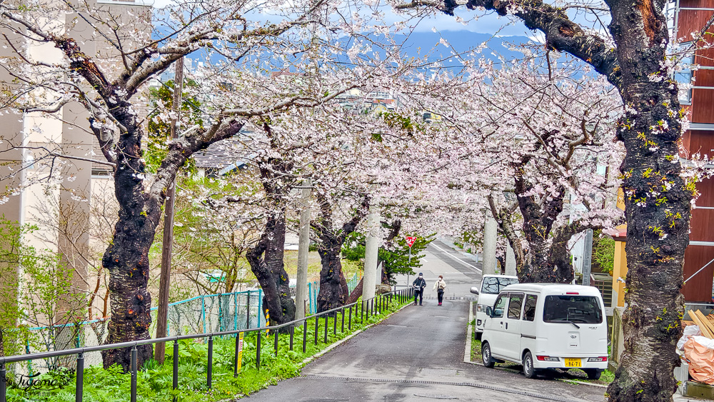 北海道函館賞櫻景點。住三吉神社：函館櫻花秘境，神社前的櫻花隧道，盡頭裡的住吉漁港 @緹雅瑪 美食旅遊趣