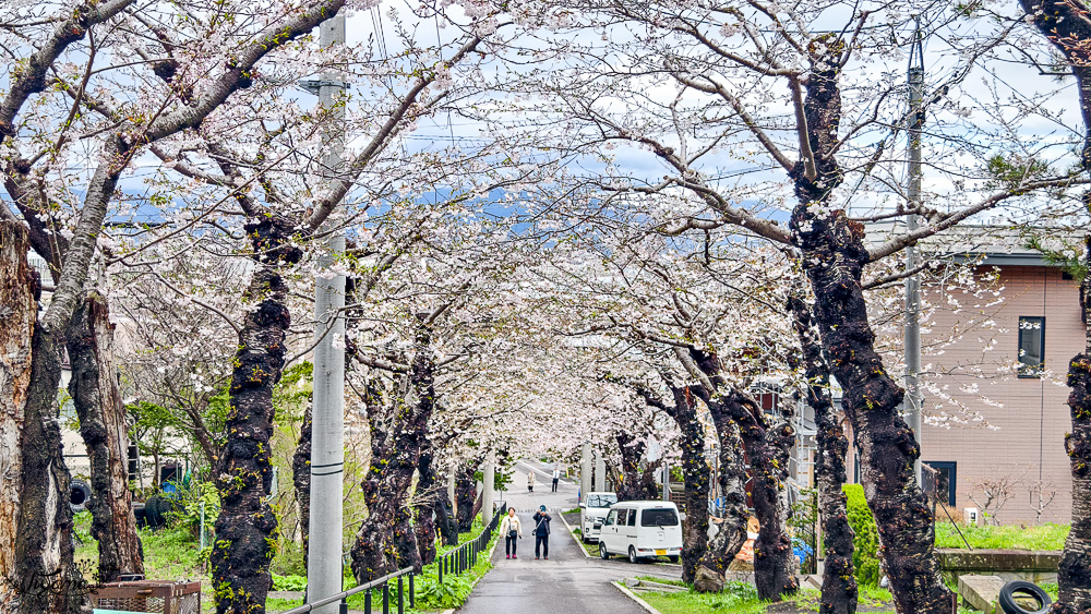 北海道函館賞櫻景點。住三吉神社：函館櫻花秘境，神社前的櫻花隧道，盡頭裡的住吉漁港 @緹雅瑪 美食旅遊趣