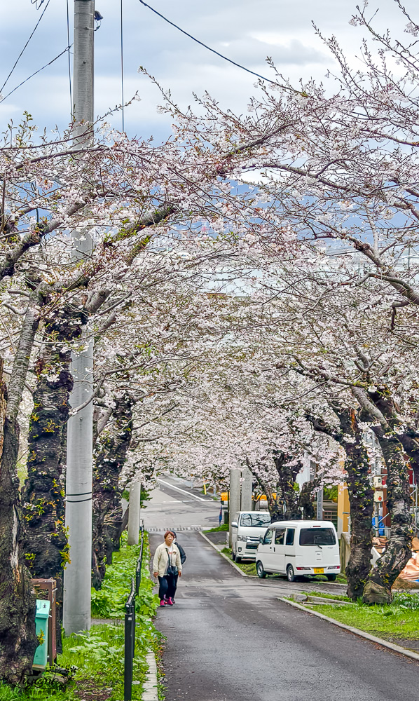 北海道函館賞櫻景點。住三吉神社：函館櫻花秘境，神社前的櫻花隧道，盡頭裡的住吉漁港 @緹雅瑪 美食旅遊趣