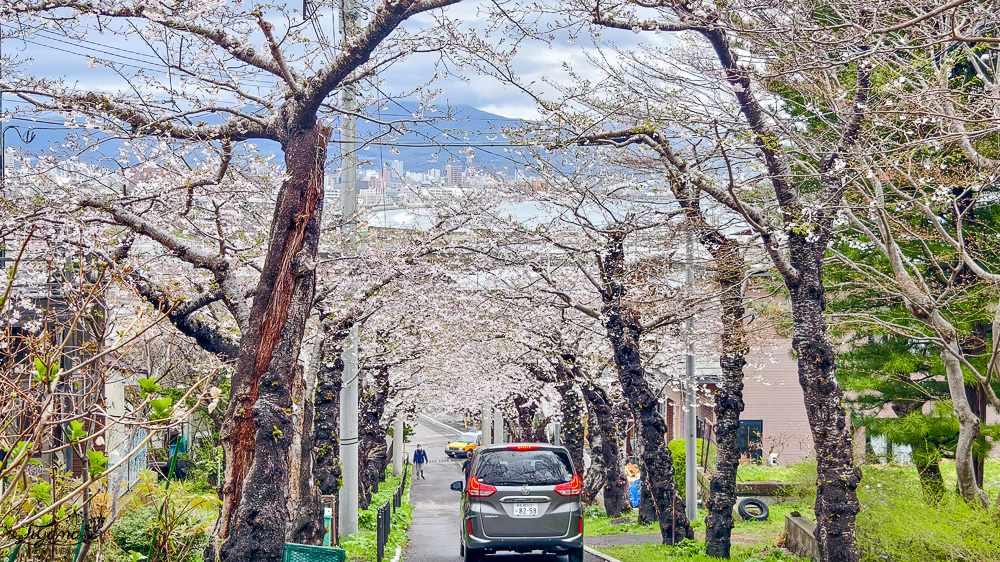 北海道函館賞櫻景點。住三吉神社：函館櫻花秘境，神社前的櫻花隧道，盡頭裡的住吉漁港 @緹雅瑪 美食旅遊趣