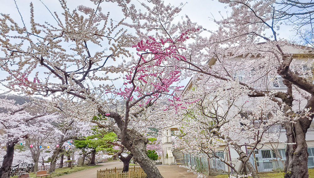 函館賞櫻景點｜函館公園：免費函館動物園(館)．函館公園兒童樂園．市立函館博物館 @緹雅瑪 美食旅遊趣
