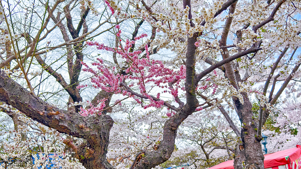 函館賞櫻景點｜函館公園：免費函館動物園(館)．函館公園兒童樂園．市立函館博物館 @緹雅瑪 美食旅遊趣