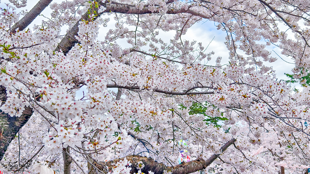 函館賞櫻景點｜函館公園：免費函館動物園(館)．函館公園兒童樂園．市立函館博物館 @緹雅瑪 美食旅遊趣