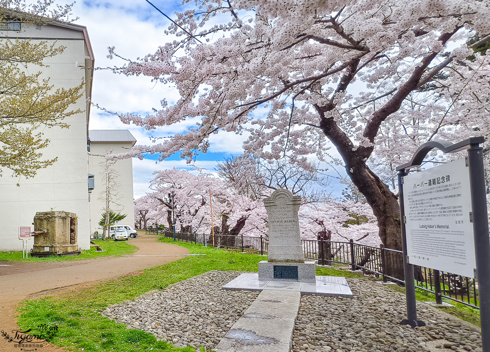 函館賞櫻景點｜函館公園：免費函館動物園(館)．函館公園兒童樂園．市立函館博物館 @緹雅瑪 美食旅遊趣