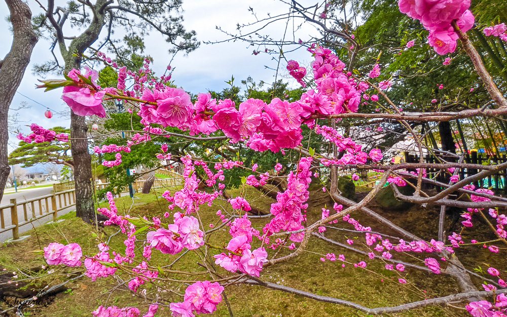 函館賞櫻景點｜函館公園：免費函館動物園(館)．函館公園兒童樂園．市立函館博物館 @緹雅瑪 美食旅遊趣