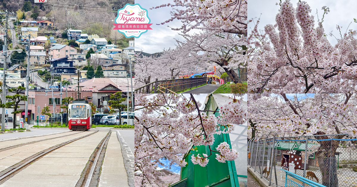 函館賞櫻景點｜函館公園：免費函館動物園(館)．函館公園兒童樂園．市立函館博物館 @緹雅瑪 美食旅遊趣