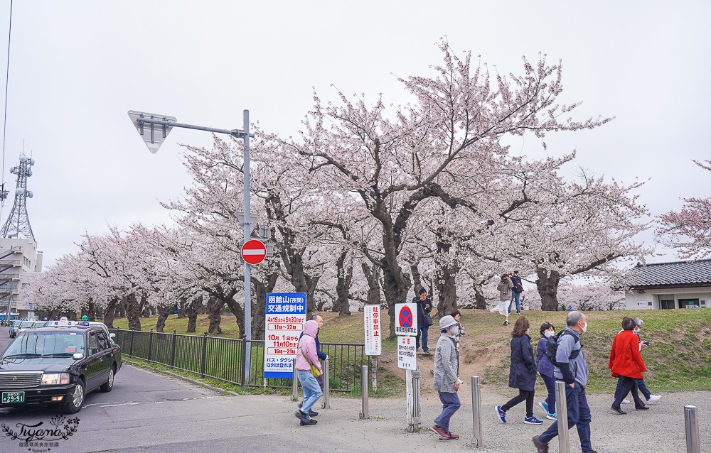 櫻花盛開的五稜郭公園，北海道函館人氣景點！！北海道賞櫻之旅~1500棵絕美櫻花林公園 @緹雅瑪 美食旅遊趣