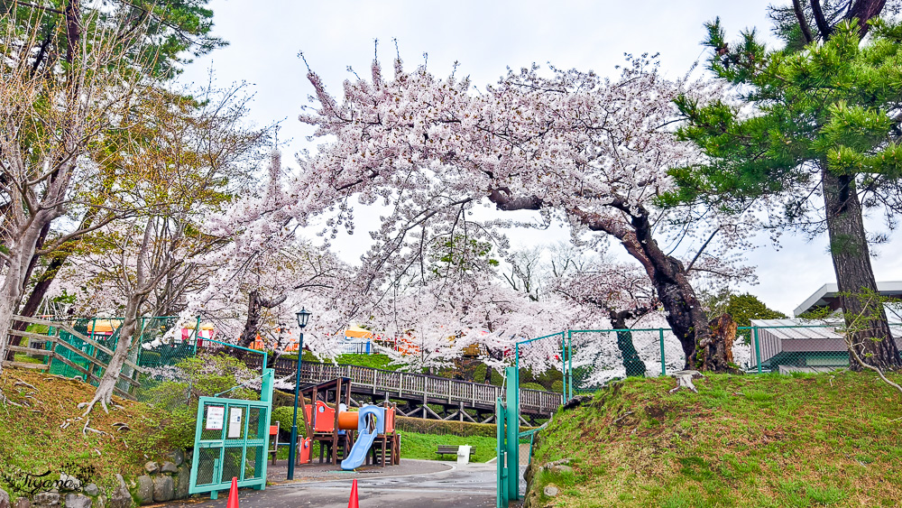 函館賞櫻景點｜函館公園：免費函館動物園(館)．函館公園兒童樂園．市立函館博物館 @緹雅瑪 美食旅遊趣