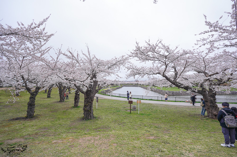 櫻花盛開的五稜郭公園，北海道函館人氣景點！！北海道賞櫻之旅~1500棵絕美櫻花林公園 @緹雅瑪 美食旅遊趣