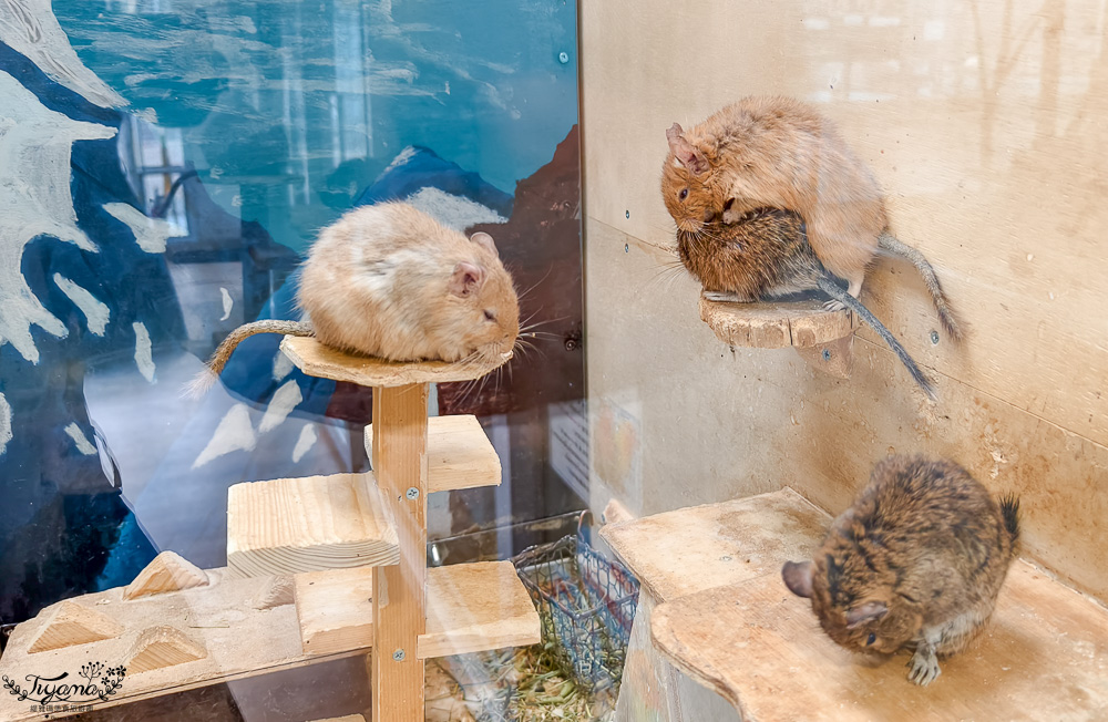 函館賞櫻景點｜函館公園：免費函館動物園(館)．函館公園兒童樂園．市立函館博物館 @緹雅瑪 美食旅遊趣