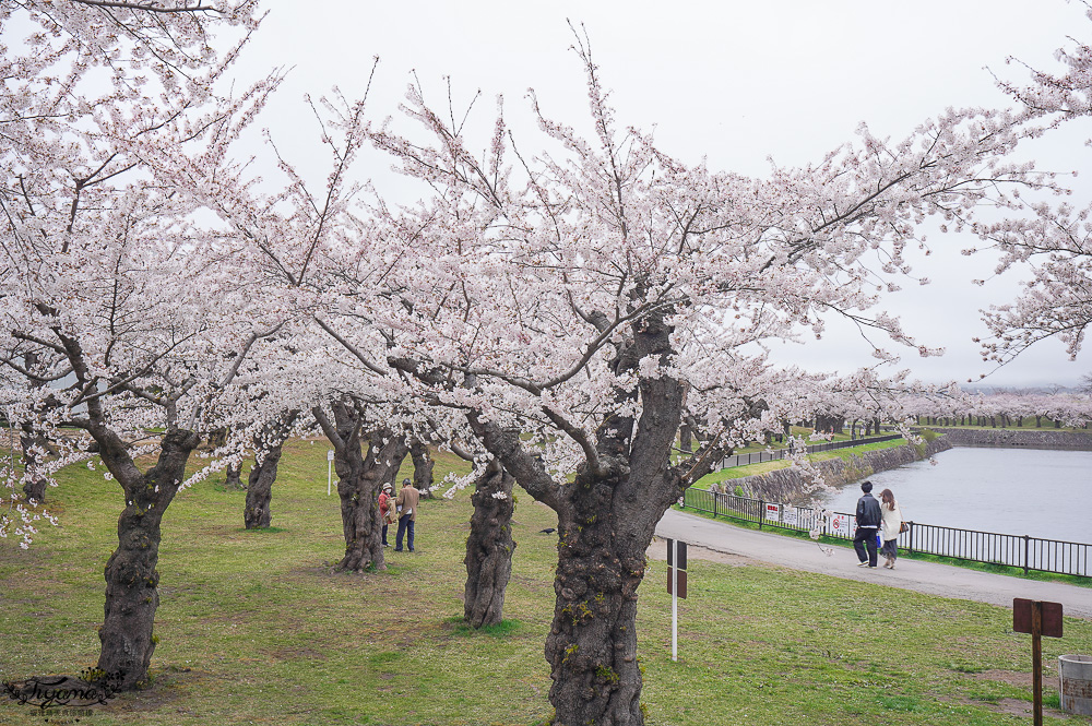 櫻花盛開的五稜郭公園，北海道函館人氣景點！！北海道賞櫻之旅~1500棵絕美櫻花林公園 @緹雅瑪 美食旅遊趣