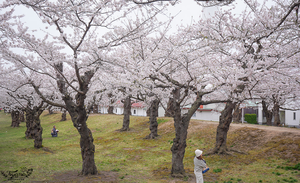 櫻花盛開的五稜郭公園，北海道函館人氣景點！！北海道賞櫻之旅~1500棵絕美櫻花林公園 @緹雅瑪 美食旅遊趣