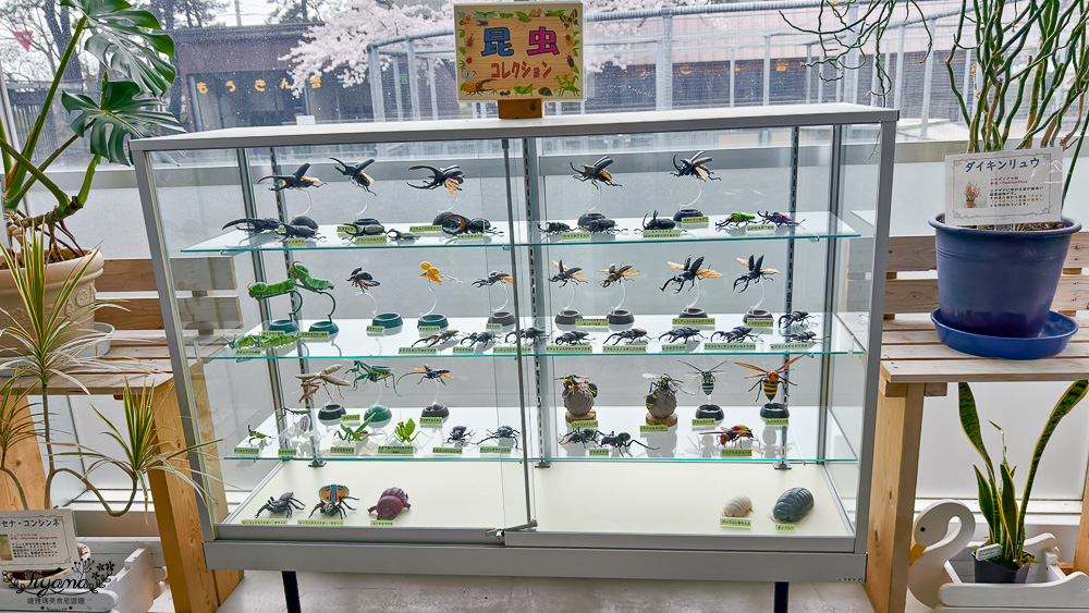 函館賞櫻景點｜函館公園：免費函館動物園(館)．函館公園兒童樂園．市立函館博物館 @緹雅瑪 美食旅遊趣