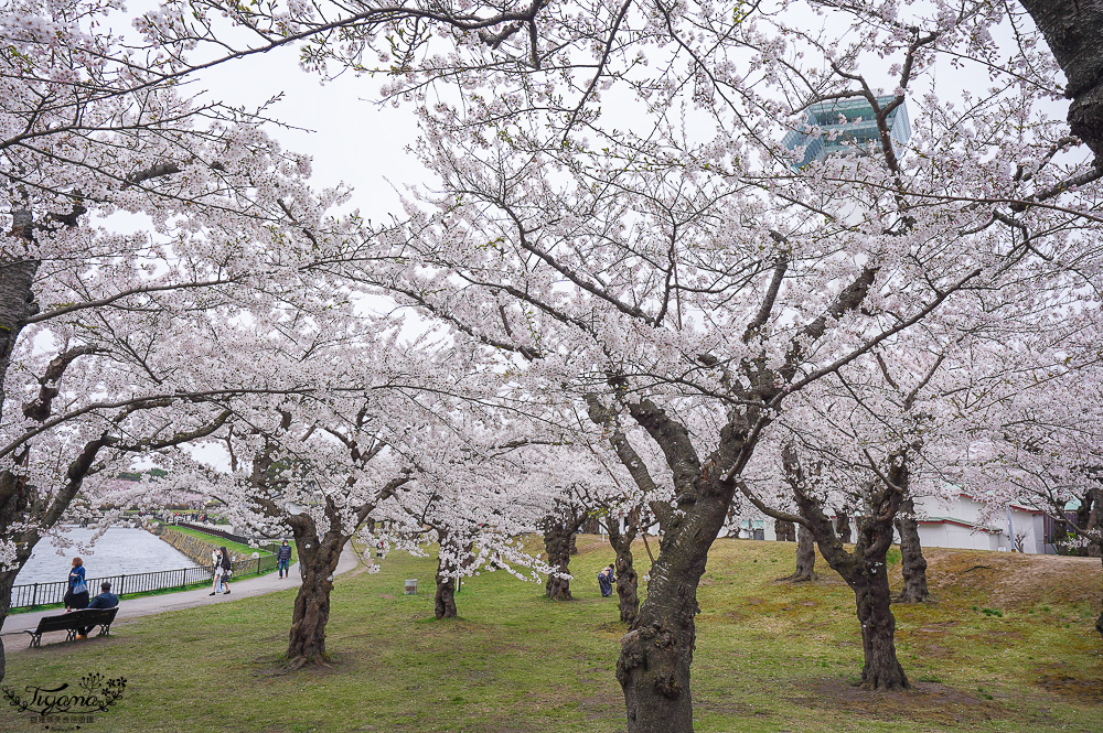 櫻花盛開的五稜郭公園，北海道函館人氣景點！！北海道賞櫻之旅~1500棵絕美櫻花林公園 @緹雅瑪 美食旅遊趣