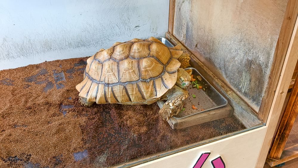 函館賞櫻景點｜函館公園：免費函館動物園(館)．函館公園兒童樂園．市立函館博物館 @緹雅瑪 美食旅遊趣
