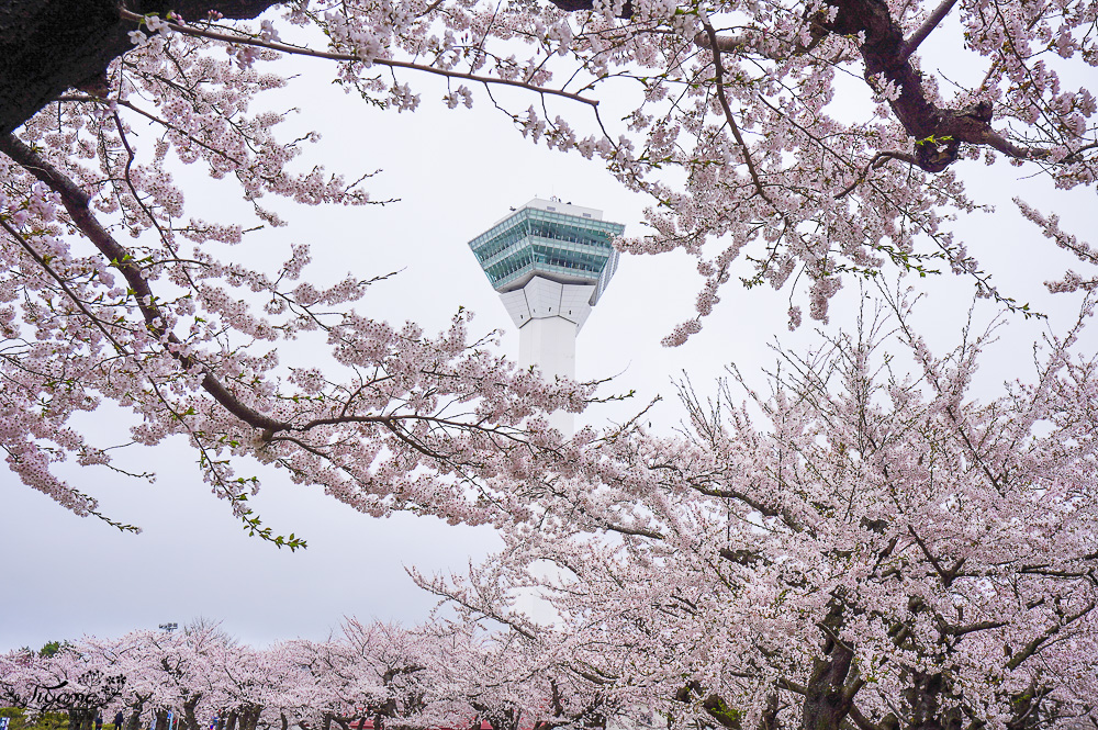 櫻花盛開的五稜郭公園，北海道函館人氣景點！！北海道賞櫻之旅~1500棵絕美櫻花林公園 @緹雅瑪 美食旅遊趣