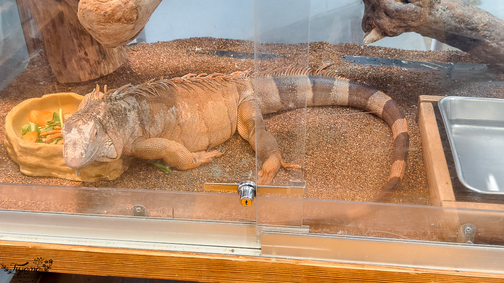 函館賞櫻景點｜函館公園：免費函館動物園(館)．函館公園兒童樂園．市立函館博物館 @緹雅瑪 美食旅遊趣