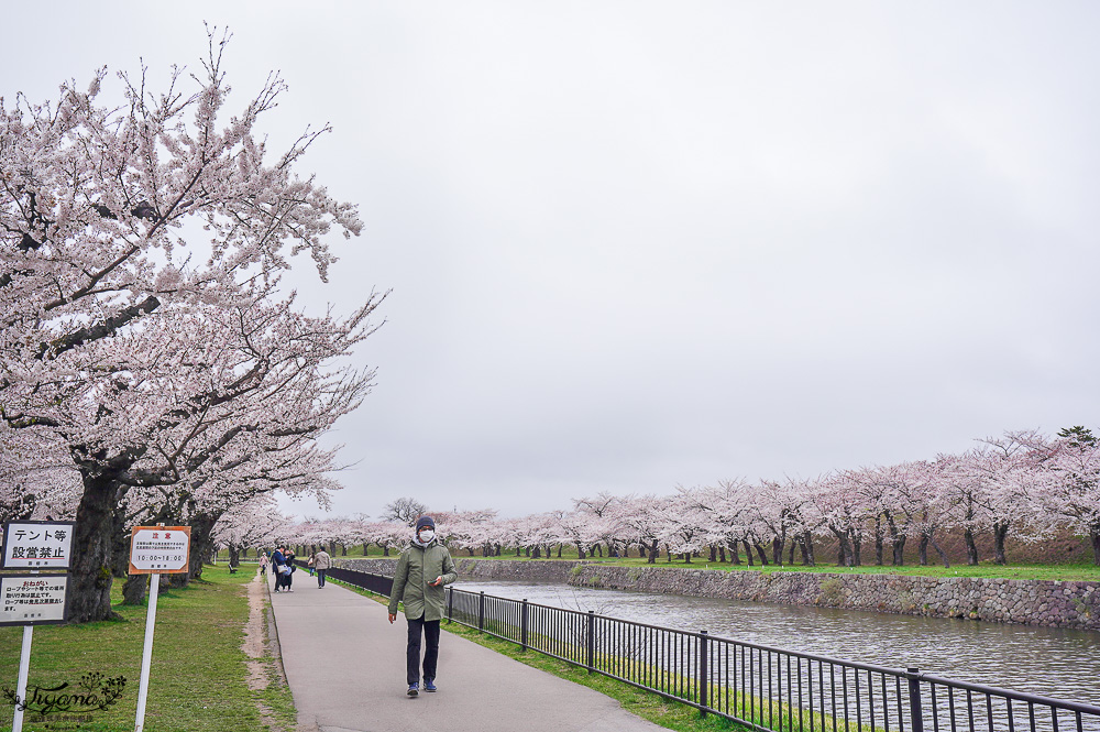 櫻花盛開的五稜郭公園，北海道函館人氣景點！！北海道賞櫻之旅~1500棵絕美櫻花林公園 @緹雅瑪 美食旅遊趣