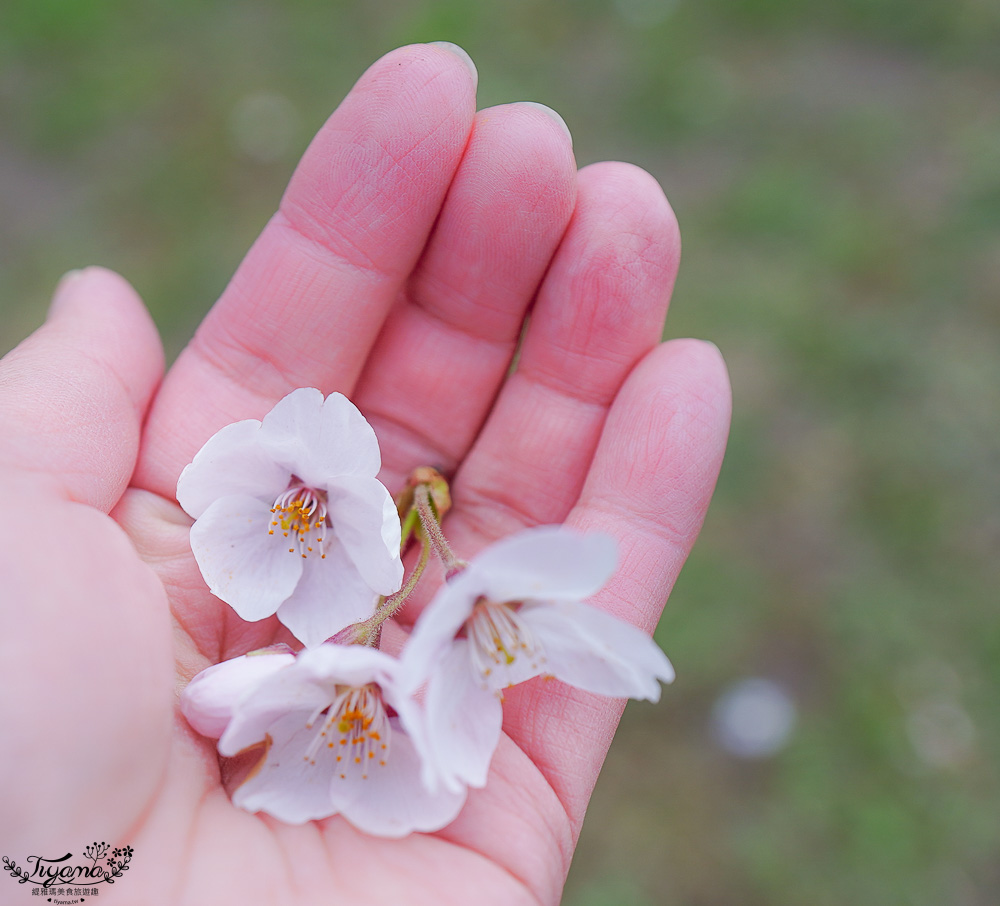 櫻花盛開的五稜郭公園，北海道函館人氣景點！！北海道賞櫻之旅~1500棵絕美櫻花林公園 @緹雅瑪 美食旅遊趣