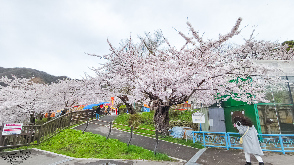 函館賞櫻景點｜函館公園：免費函館動物園(館)．函館公園兒童樂園．市立函館博物館 @緹雅瑪 美食旅遊趣