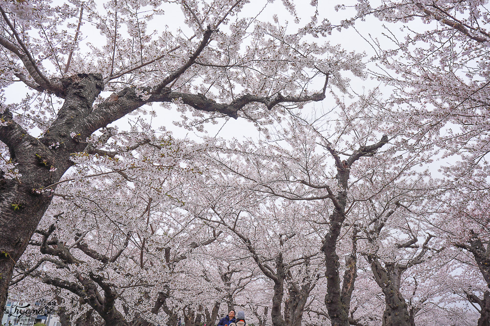 櫻花盛開的五稜郭公園，北海道函館人氣景點！！北海道賞櫻之旅~1500棵絕美櫻花林公園 @緹雅瑪 美食旅遊趣