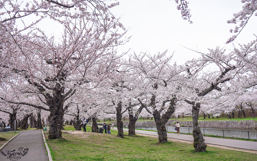 櫻花盛開的五稜郭公園，北海道函館人氣景點！！北海道賞櫻之旅~1500棵絕美櫻花林公園 @緹雅瑪 美食旅遊趣