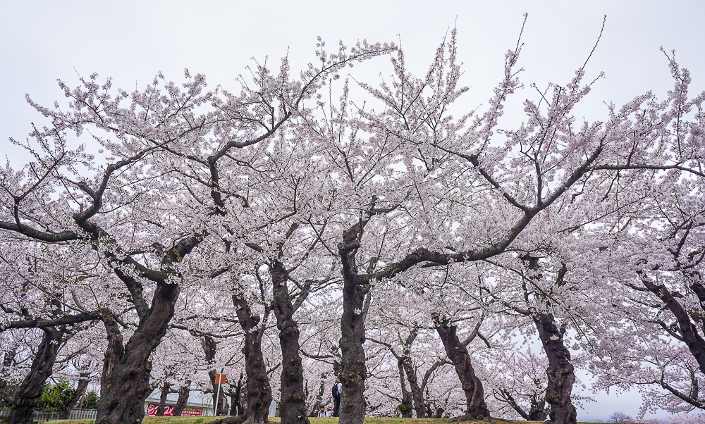 櫻花盛開的五稜郭公園，北海道函館人氣景點！！北海道賞櫻之旅~1500棵絕美櫻花林公園 @緹雅瑪 美食旅遊趣