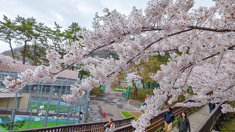 函館賞櫻景點｜函館公園：免費函館動物園(館)．函館公園兒童樂園．市立函館博物館 @緹雅瑪 美食旅遊趣