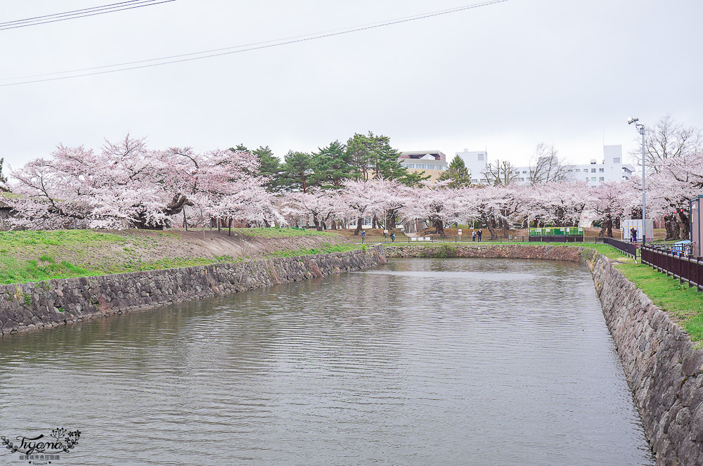 櫻花盛開的五稜郭公園，北海道函館人氣景點！！北海道賞櫻之旅~1500棵絕美櫻花林公園 @緹雅瑪 美食旅遊趣