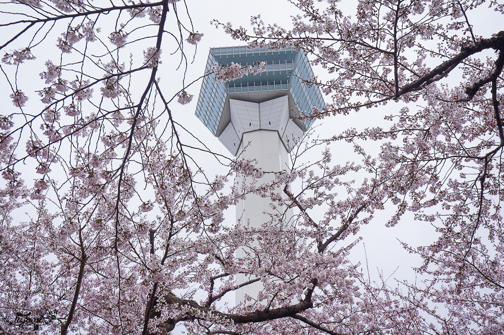 櫻花盛開的五稜郭公園，北海道函館人氣景點！！北海道賞櫻之旅~1500棵絕美櫻花林公園 @緹雅瑪 美食旅遊趣