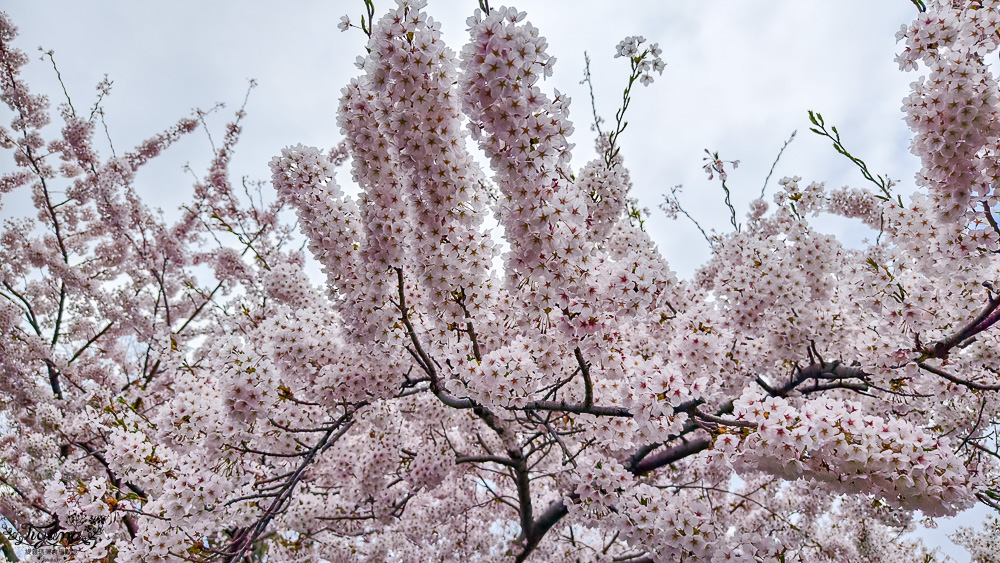 函館賞櫻景點｜函館公園：免費函館動物園(館)．函館公園兒童樂園．市立函館博物館 @緹雅瑪 美食旅遊趣