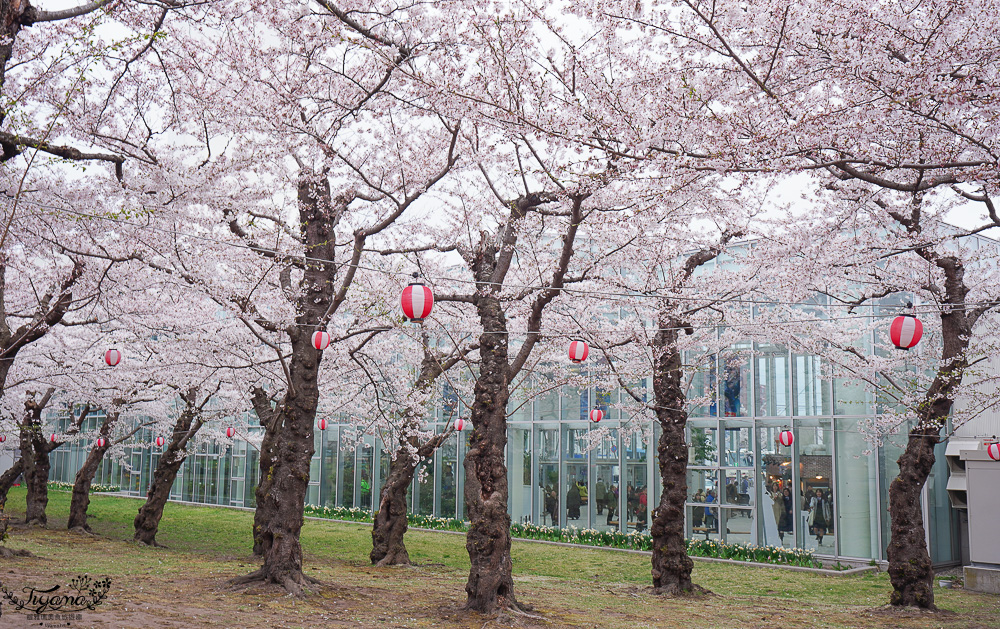 櫻花盛開的五稜郭公園，北海道函館人氣景點！！北海道賞櫻之旅~1500棵絕美櫻花林公園 @緹雅瑪 美食旅遊趣